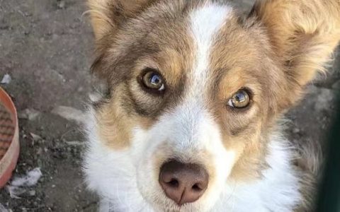 如何看待特斯拉抛售比特币75%？马斯克表示没有出售狗狗币